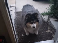 Comet the Pomsky