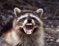 Rabies raccoon