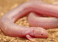 Mexican Mole Lizard