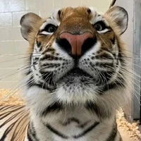 Professor Tiger