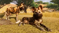 African Wild Dogs