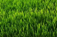 GoTouchGrass