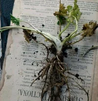 HP NEVILLE LNGB0TTOM