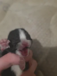 a cat wrote this bot