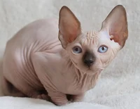 Mochi