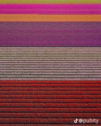 Tulip season in USSR