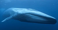 Blue whale 