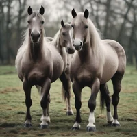 Class horses