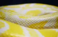 Apollo- Divine Snake