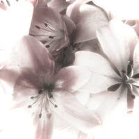 02 aEUPHORIA