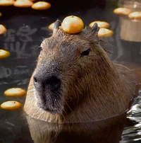 Your Pet Capybara