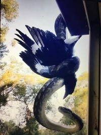 Film Red - One Piece