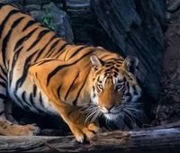Captive Tigress