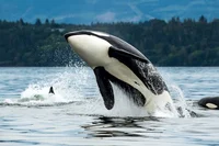 An Orca