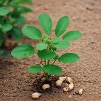 Peanut Plant