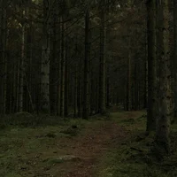 Интересный лес