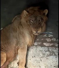 Captive Lion