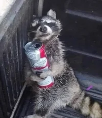 ThiccRaccoon