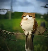 Meowl