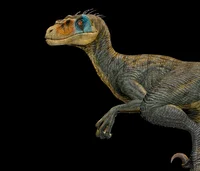 Velociraptor