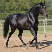 TFP Horse Formers AU