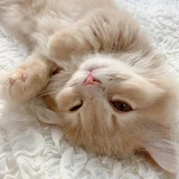 Meow