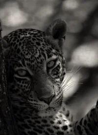 Jeazu - Panther King