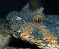 Cord The Viper