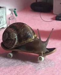 airborn_snail