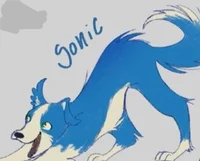 Sonic The Collie