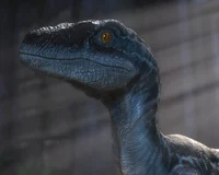 Blue The Last Raptor