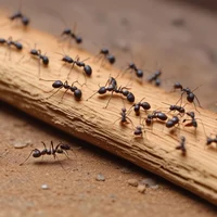 Ants Rpg