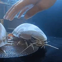 Isopod