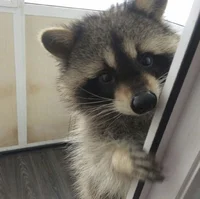 Raccoon