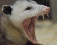 Rust the Opossum