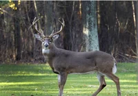 Deer TF