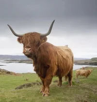 Highland Cow TF