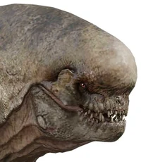 Distortus rex 