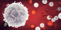 White blood cells