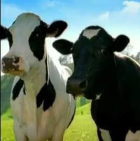 Happy Cows