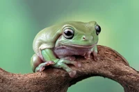 Frog on a log 