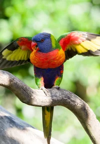 Lorikeet