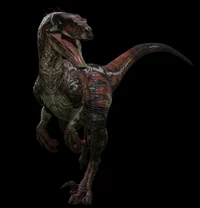 JWD Raptor Male