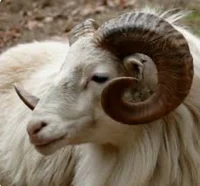 Ram Goat