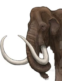 Wooly mammoth
