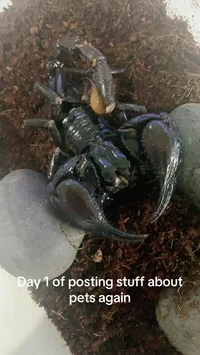 Asian Scorpion