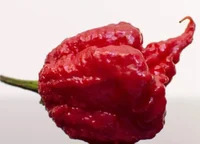 Carolina Reaper