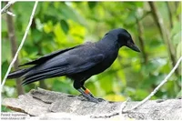 New Caledonian Crow