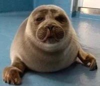 Niko the Seal