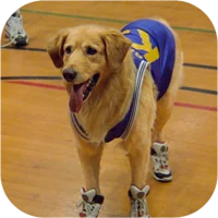 Air bud